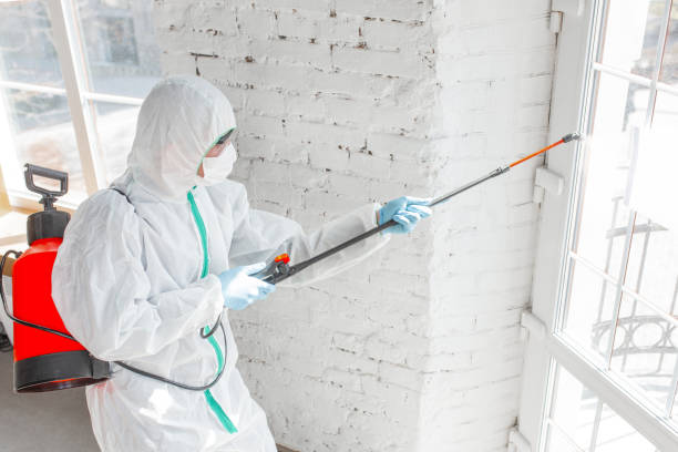 Best Basement Mold Removal  in Pelion, SC